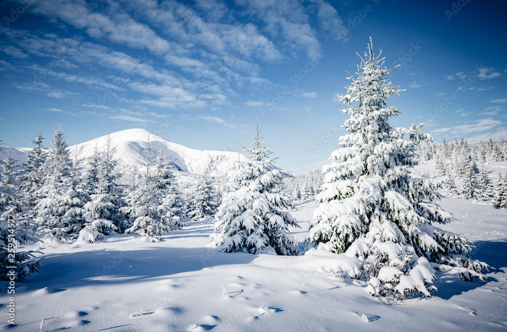 Scenic image of fairy-tale woodland. Location Carpathian national park, Ukraine, Europe. Scenic image of fairy-tale woodland. Location Carpathian national park, Ukraine, Europe.