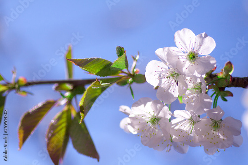 Branches of blossoming apricot macro