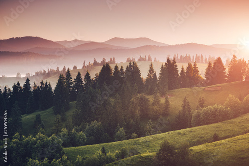 Misty alpine valley in sunlight. Location Carpathian national park, Ukraine, Europe.