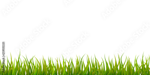 Bright detailed green grass, seamless border on white