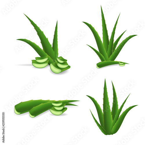 Realistic Detailed 3d Aloe Vera with Cut Pieces. Vector