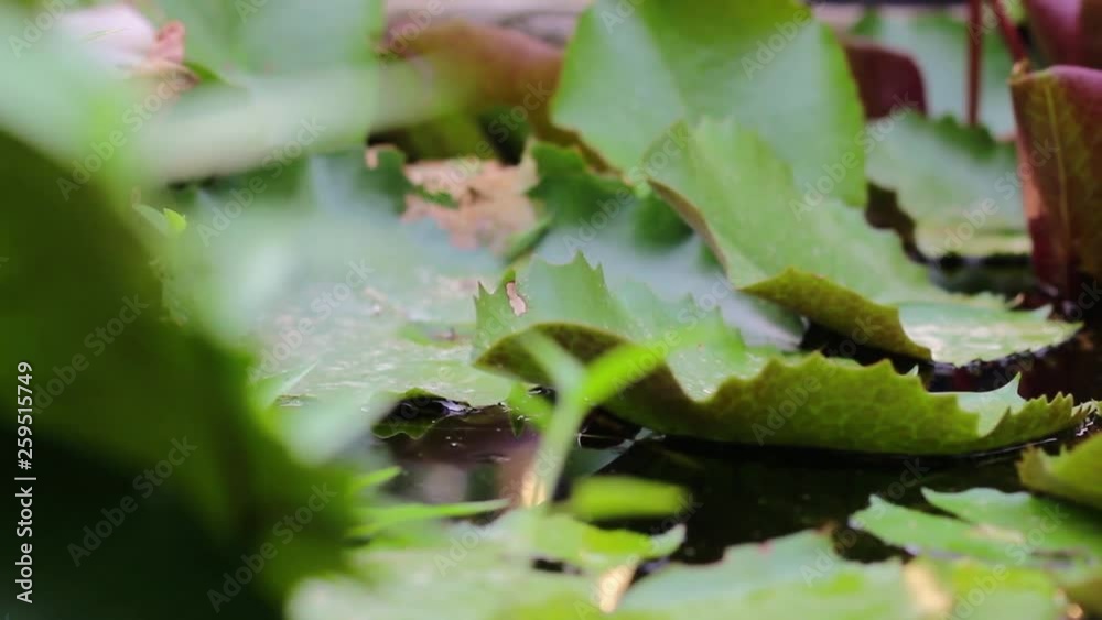 Water ripples in an algae covered pond with leaves on top Water ripples in an algae covered pond with leaves on top