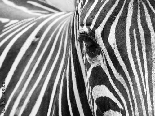 eye of zebra closeup