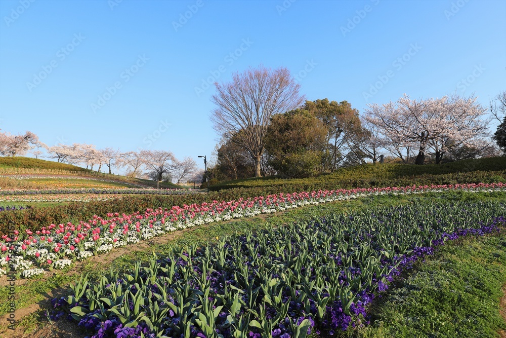 Fototapeta premium 馬見丘陵公園の春