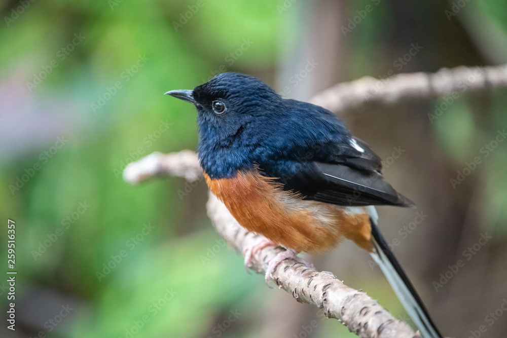 bird on a branch side looking bird on a branch side looking