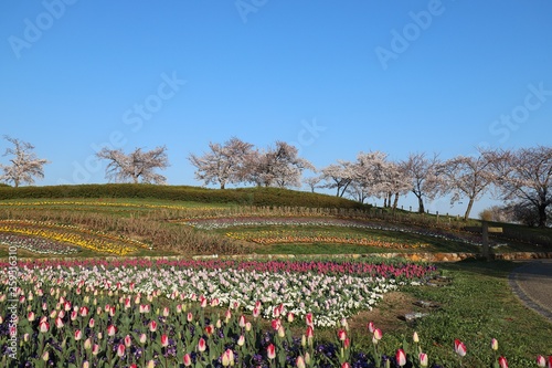 Wallpaper Mural 馬見丘陵公園の春 Torontodigital.ca