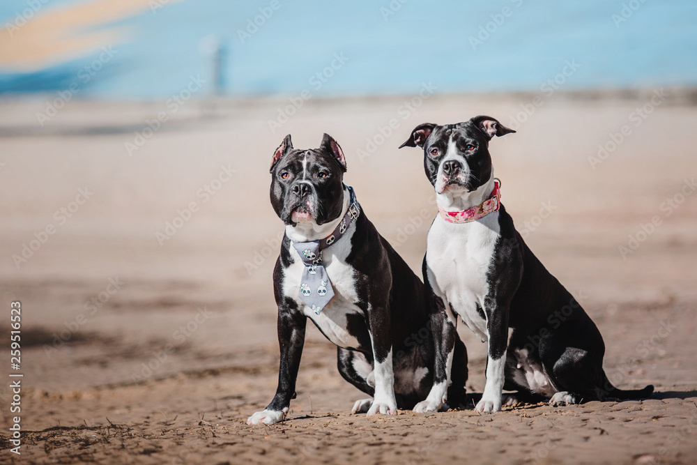 Two American Staffordshire Terrier dogs in cute collars lying together on a blurred background