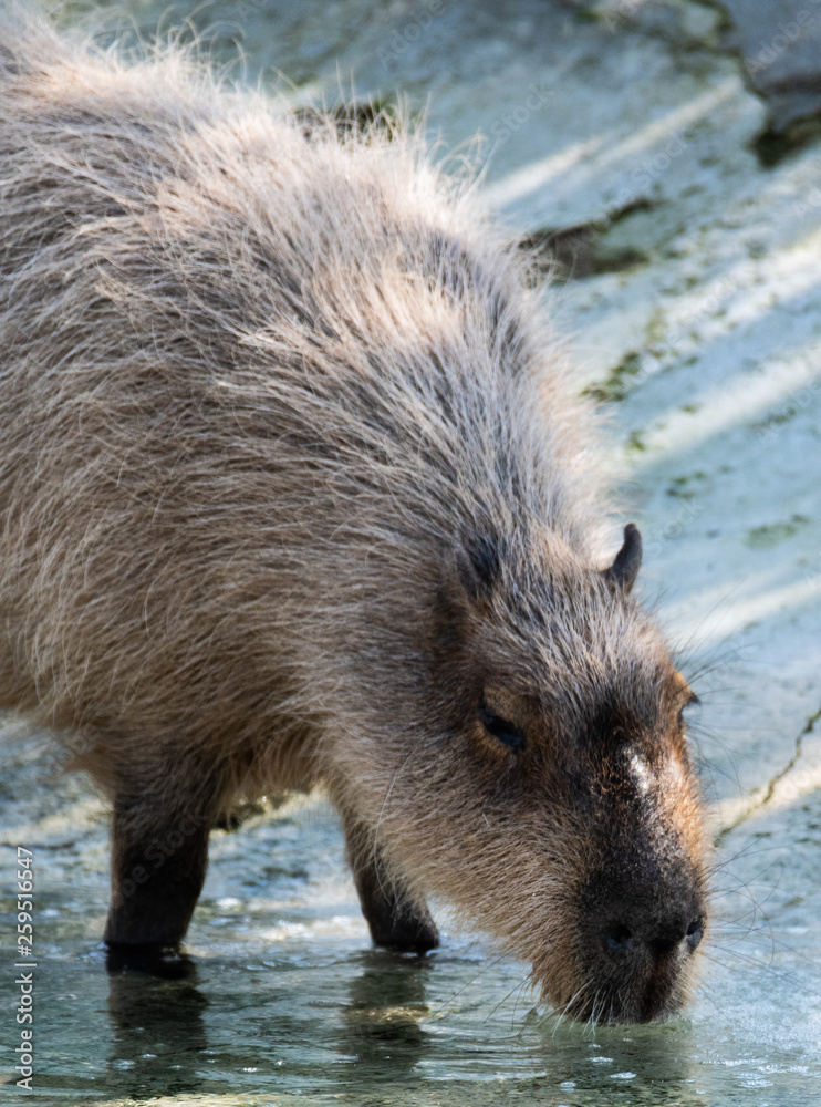 Capybara Drinking Front Quarter Capybara Drinking Front Quarter