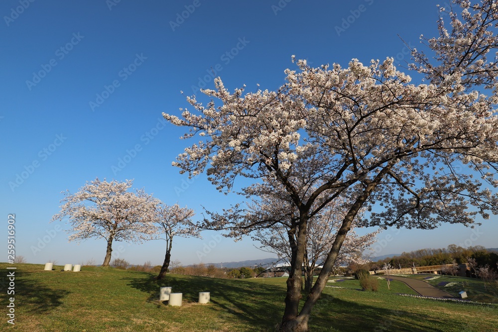 馬見丘陵公園の春