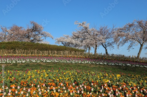 Wallpaper Mural 馬見丘陵公園の春 Torontodigital.ca