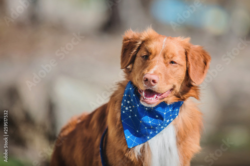 Nova Scotia Duck Tolling Retriever dog holding the leash in his mouth