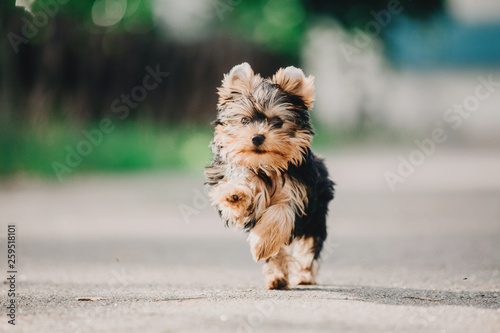 Yorkshire terrier dog on the grass photo