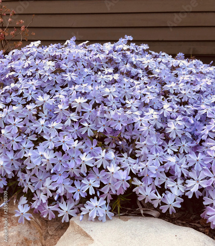 Purple flowers in full bloom in ornamental garden