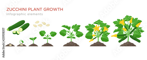 Zucchini plant growth from seed, sprout, flowering and mature plant with ripe fruits. Growing stages of squash vector illustration in flat design. Infographic elements isolated on white background.