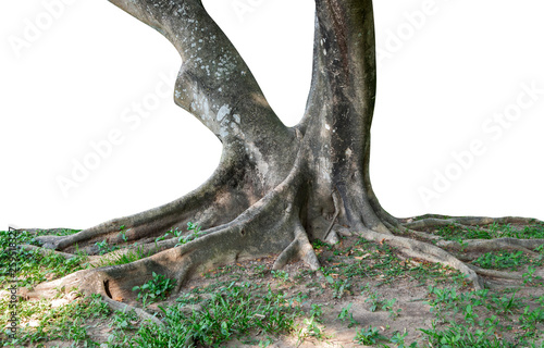 Trunk and big tree roots spreading out beautiful in the tropics. The concept of care and environmental protection.