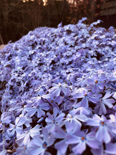 Purple flowers in full bloom in ornamental garden