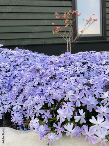 Purple flowers in full bloom in ornamental garden