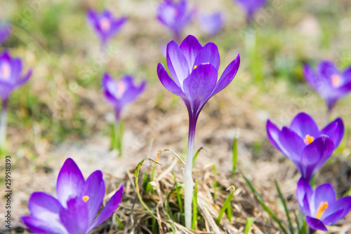 Fototapeta Naklejka Na Ścianę i Meble -  Field with spring violet flowers crocuses with soft background