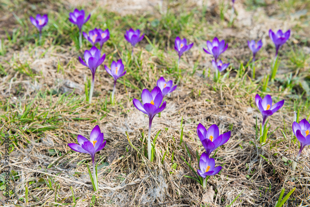 Field with spring violet flowers crocuses with soft background Field with spring violet flowers crocuses with soft background