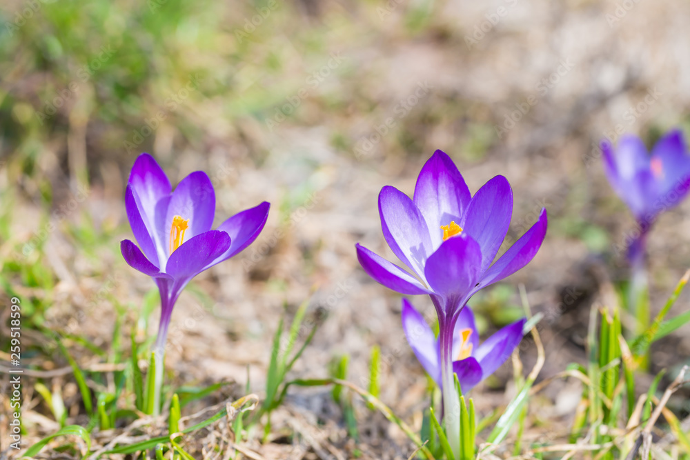 Field with spring violet flowers crocuses with soft background Field with spring violet flowers crocuses with soft background