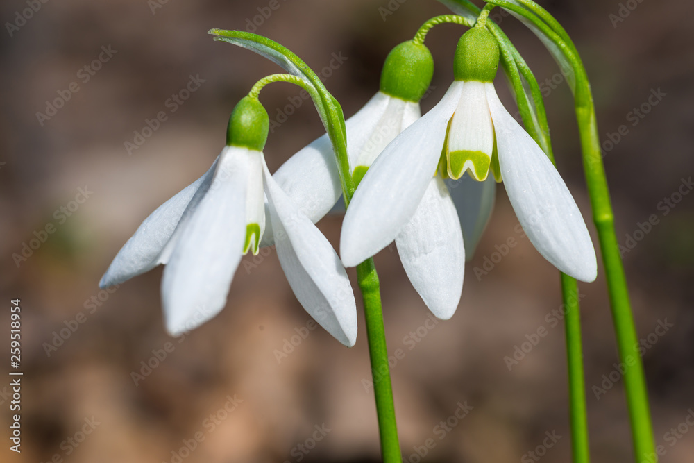 White spring flowers snowdrops in the forest White spring flowers snowdrops in the forest