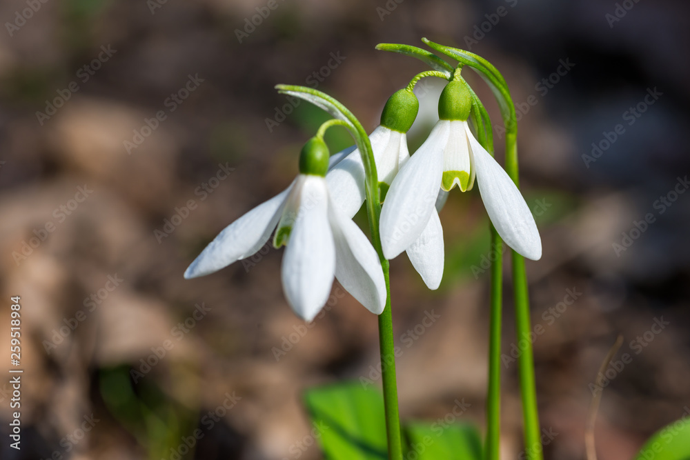 White spring flowers snowdrops in the forest White spring flowers snowdrops in the forest