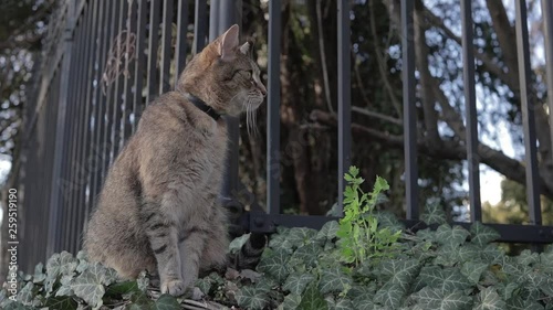 Cat sitting on a stonefence photo