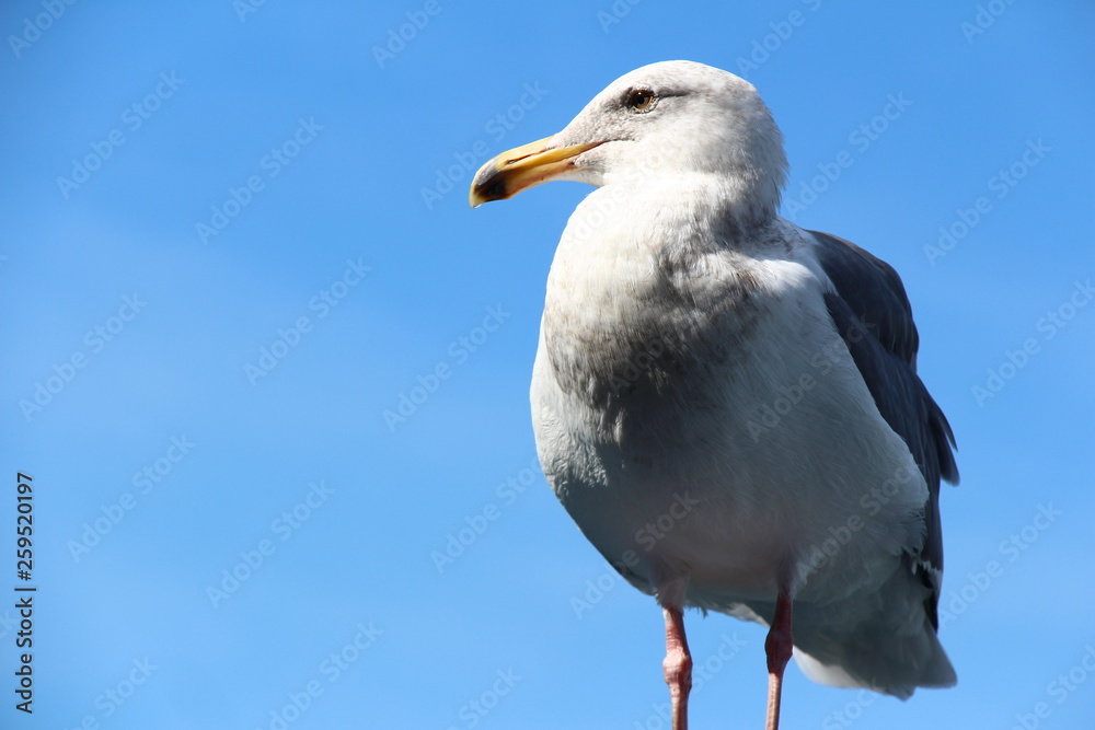 Obraz premium zerzaust