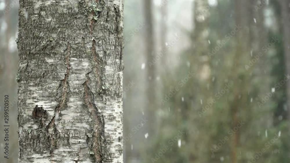 Slush rains. Snowfall, slow motion birch at left foreground. Slush rains. Snowfall, slow motion birch at left foreground.