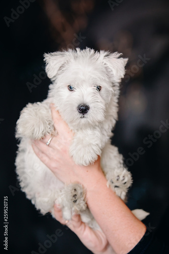 West Highland White Terrier puppy © OlgaOvcharenko