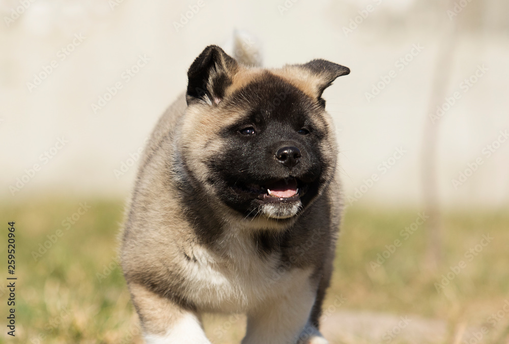 puppy on the grass, breed American Akita