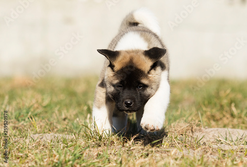 puppy on the grass  breed American Akita