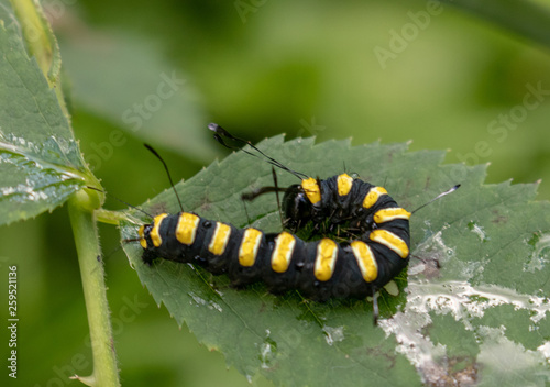 black and yellow caterpillar © Arkady