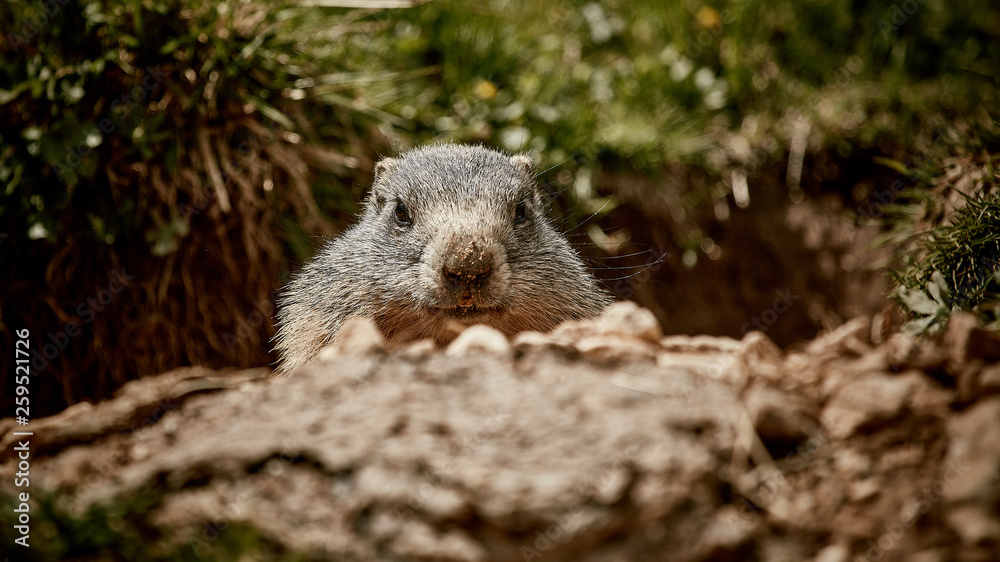 Fototapeta premium Ein Murmeltier in den europäischen Alpen.