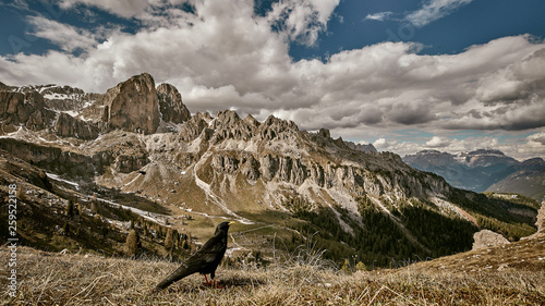 Eine Alpendohle vor einer alpinen Kulisse. photo