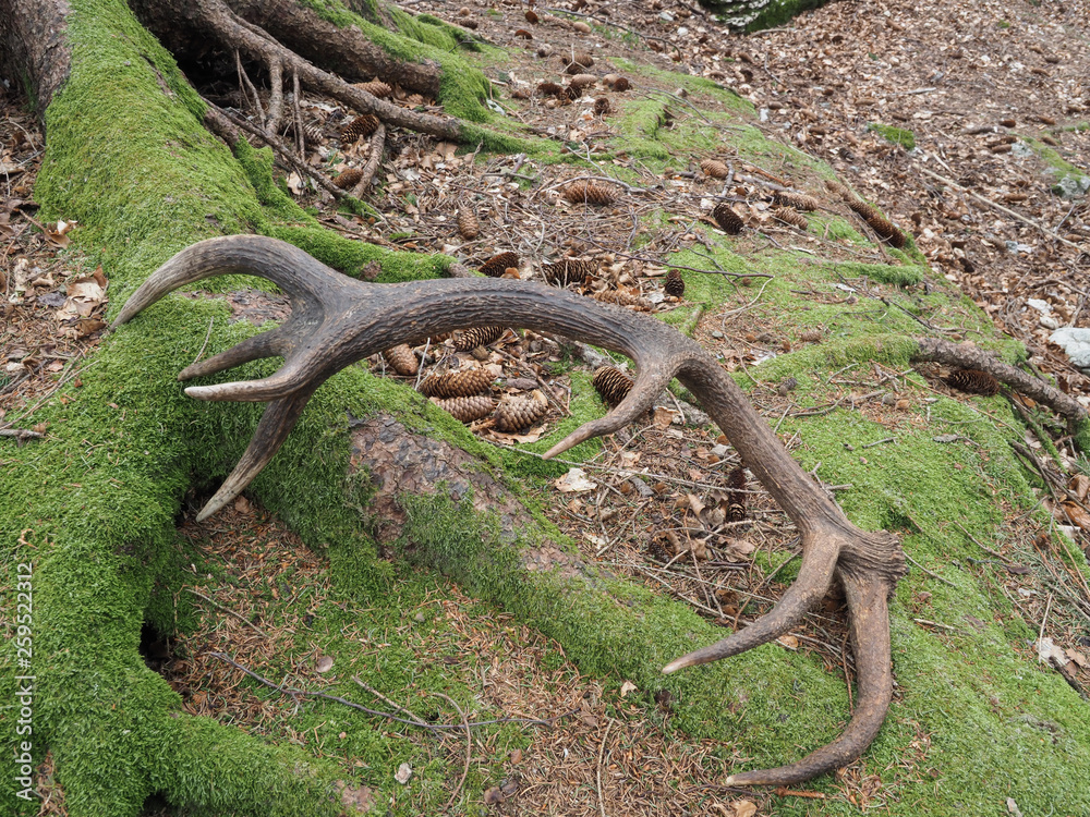 Red deer (Cervus elaphus), Antler fallen in the forest Red deer (Cervus elaphus), Antler fallen in the forest