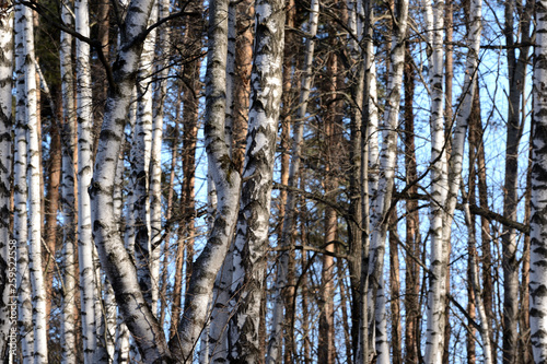 Beautiful birch grove in early spring