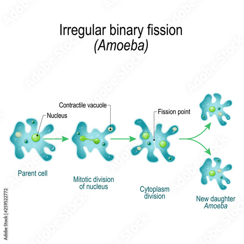 Amoeba. Irregular binary fission