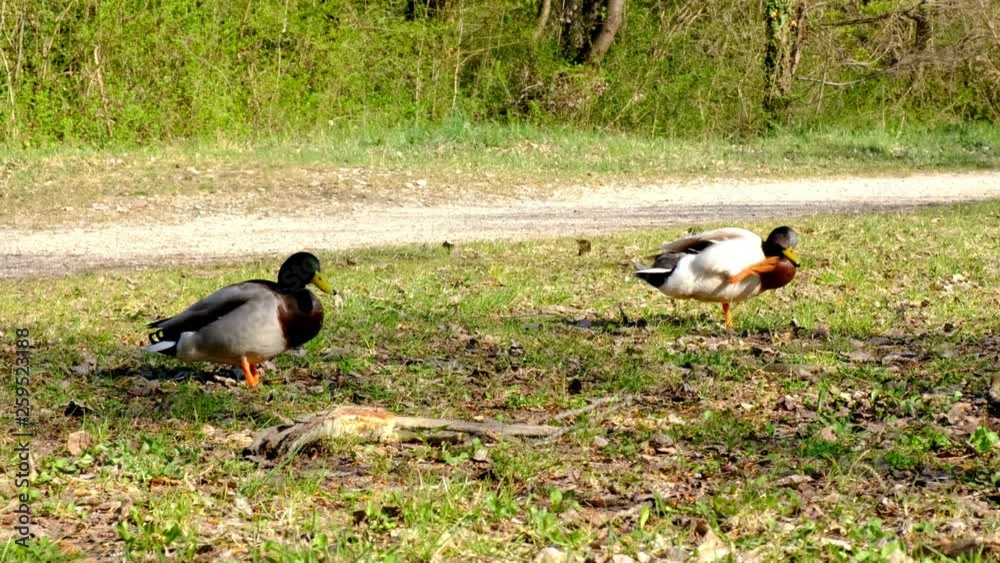 Adult duck, mallard competing to mate with a female, wildlife courting, rivalry, springtime, HD handeheld Adult duck, mallard competing to mate with a female, wildlife courting, rivalry, springtime, HD handeheld