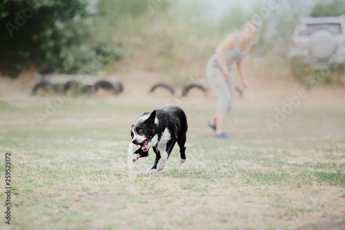 Dog sport competition. Border collie dog catching a plastic disc
