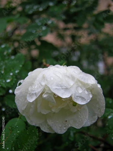 flower white bush rose in the garden after the rain 