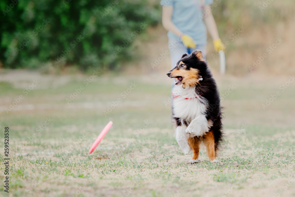 Dog sport competition. Shetland Sheepdog playing with flying disc. 