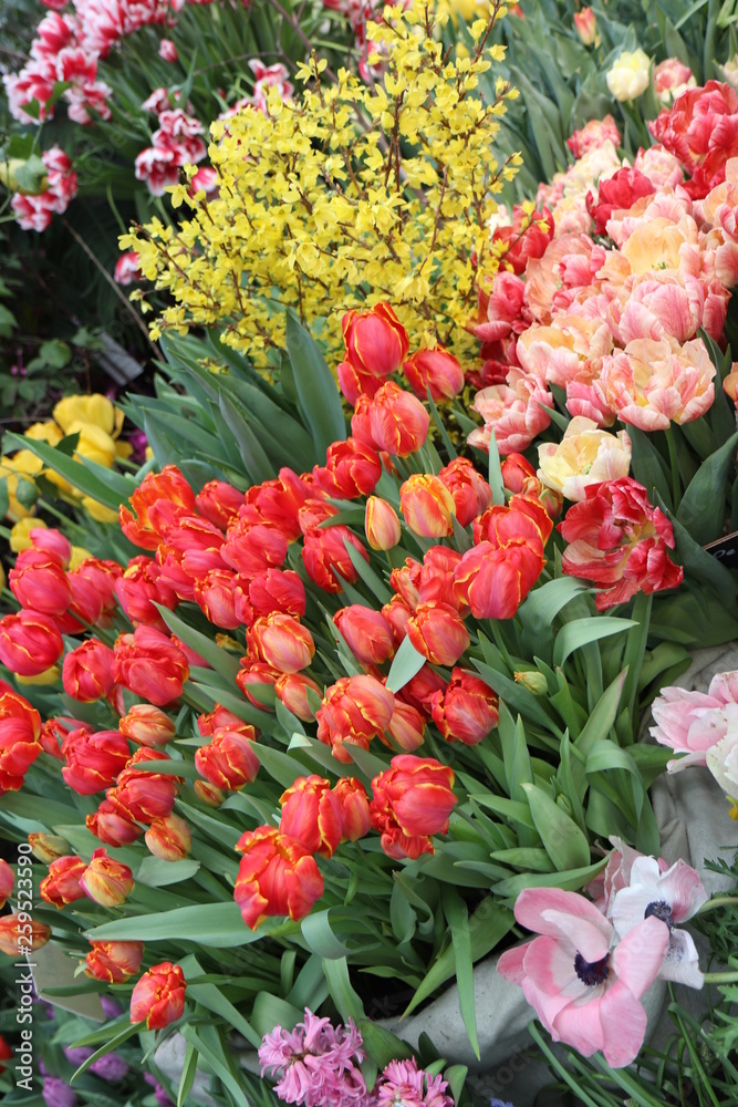 A diverse collection of tulips.Different shapes and colors of flowers.Beauty in plants. A diverse collection of tulips.Different shapes and colors of flowers.Beauty in plants.