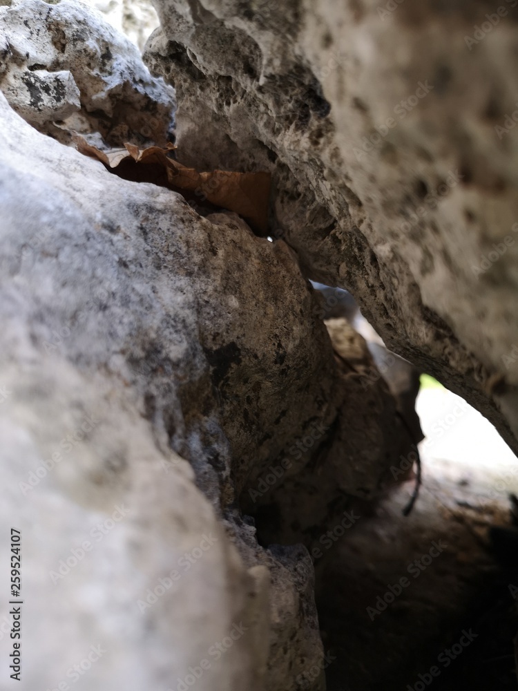 Roca Roca