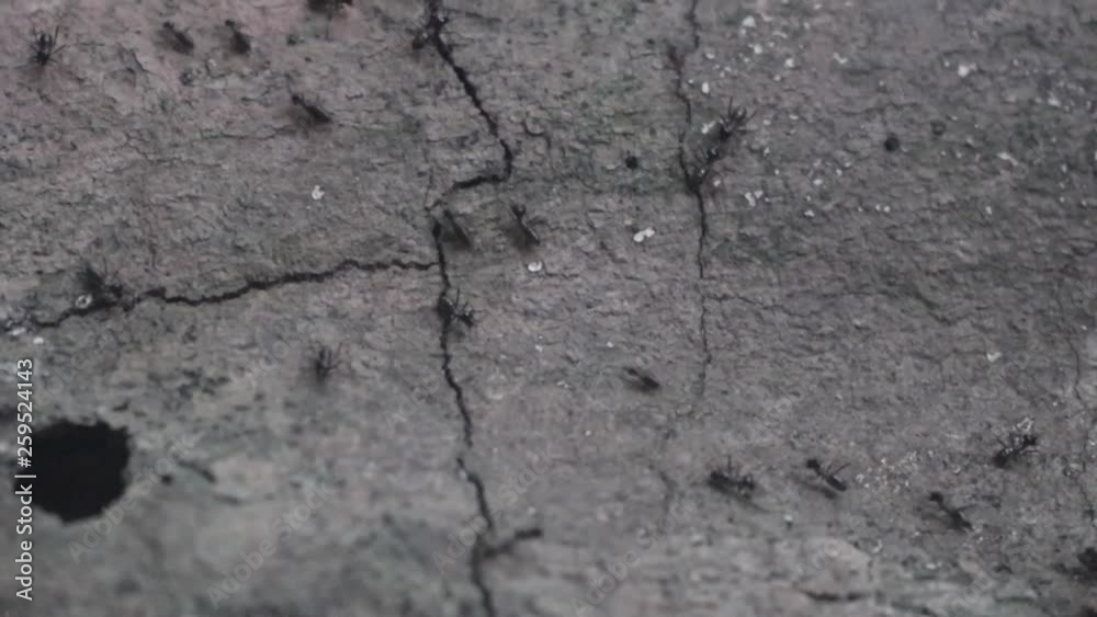 Ant troop running cross over a tree stump in a jungle Ant troop running cross over a tree stump in a jungle