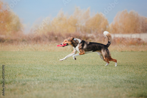 Dog sport competition. Mix breed dog playing with flying disc. 