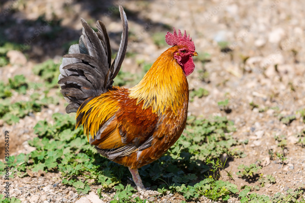 Bright rooster on farm