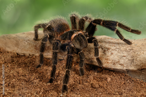 Closeup female of spider tarantula (Lasiodora parahybana) crawling on the snag on green background.