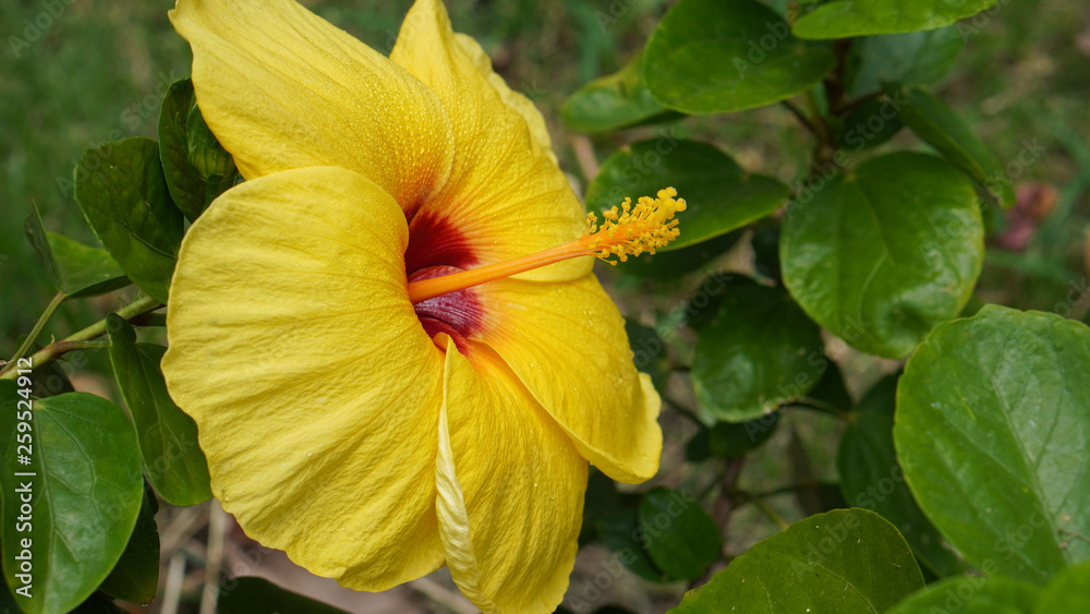 fresh yellow Hibiscus flower background,yellow pollen,on green leaves background