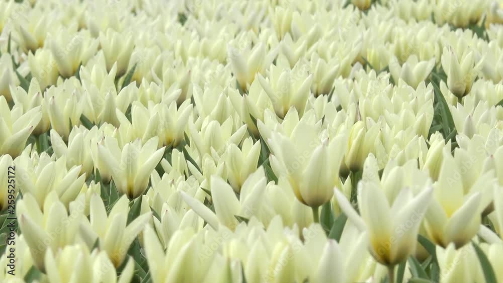 Field with white tulips in spring Field with white tulips in spring